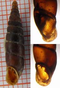Tabella della Famiglia Clausilidae